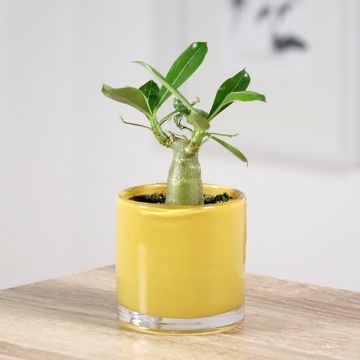 Rosa del desierto - Adenium obesum