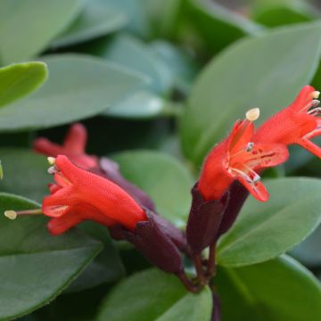 Aeschynanthus Mona Lisa - Lipstick plant