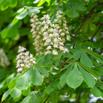 Aesculus hippocastanum