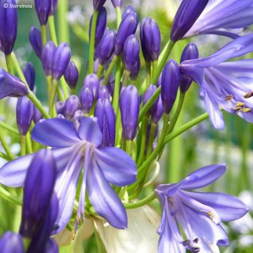 Agapanthus African Skies - African Lily