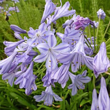Agapanthus Stars and Stripes