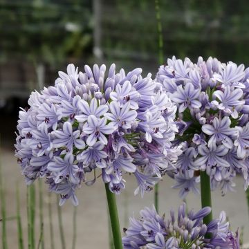 Agapanthus Full Moon