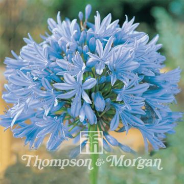 Agapanthus Headbourne hybrids - Lily of the Nile seeds