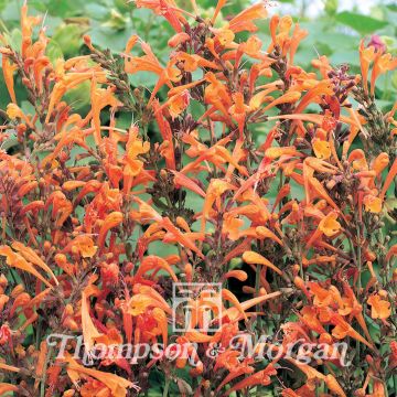Agastache aurantiaca Apricot Sprite Seeds