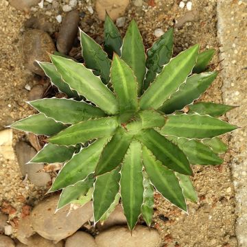 Agave lophantha - Striped agave, thorny crested agave