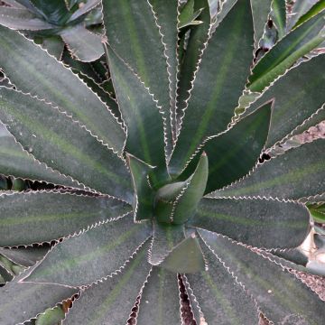 Agave lophantha f. latifolia 'Ensifera'