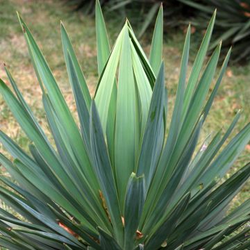Agave sisalana - Sisal hemp