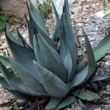 Agave x nigra  