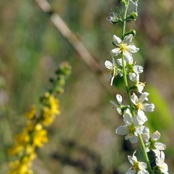 Agrimonia eupatoria  Alba