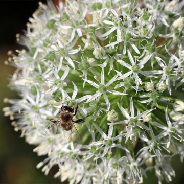 Ail d'ornement - Allium Mount Everest