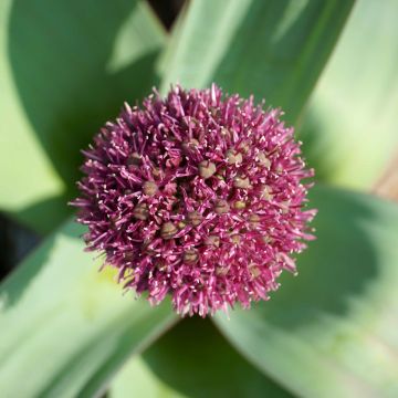 Allium Ostara