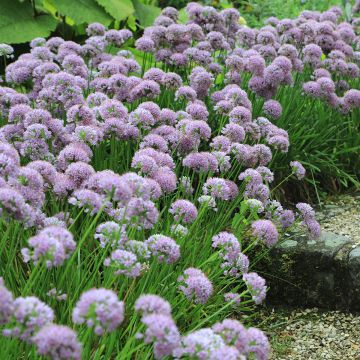 Allium angulosum