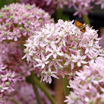 Allium nigrum  Pink Jewel