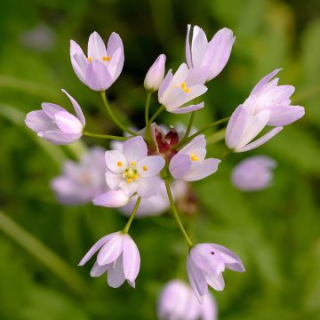 Allium roseum