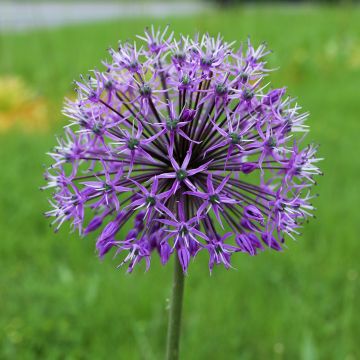 Allium stipitatum Violet Beauty