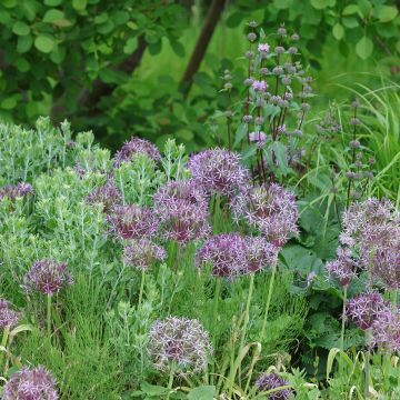 Allium cristophii