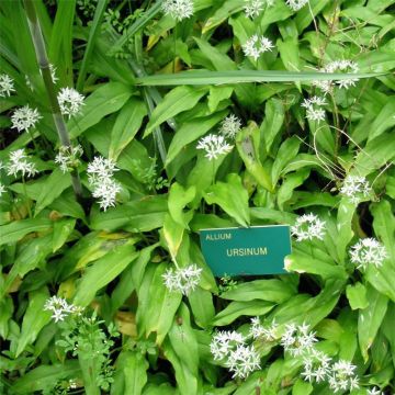 Bears Garlic - Allium ursinum - Ferme de Sainte Marthe seeds