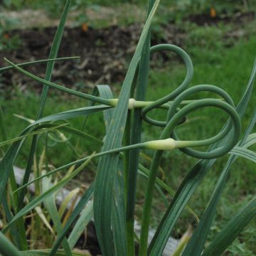 Rocambole Garlic - Allium scorodoprasum
