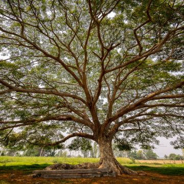 Albizia saman - Monkey pod tree