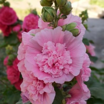 Alcea rosea Chaters Double Rose - Hollyhock