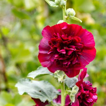 Alcea rosea Chatters Red - Hollyhock