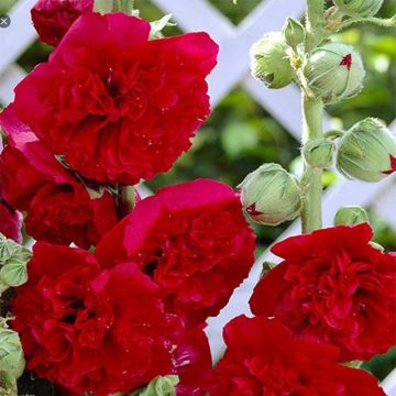 Alcea rosea Pleniflora Rouge - Hollyhock