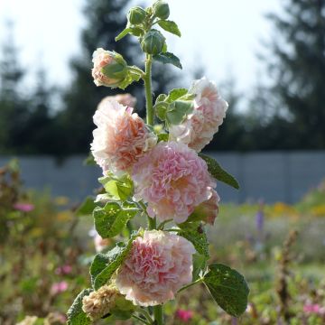 Rose trémière Peaches N Dreams 