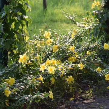 Allamanda cathartica - Golden trumpet