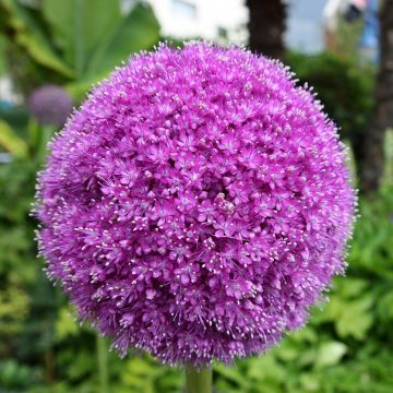 Allium Lucy Ball