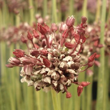Allium scorodoprasum Passion