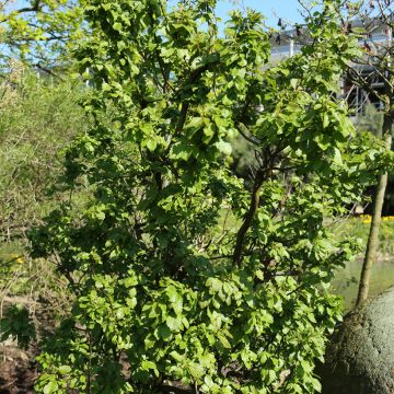 Alnus incana Monstrosa - Grey Alder