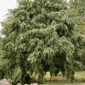 Alnus incana pendula- Grey Alder