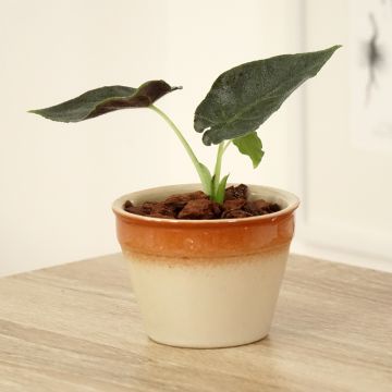 Alocasia Antoro Velvet - Elephant ear