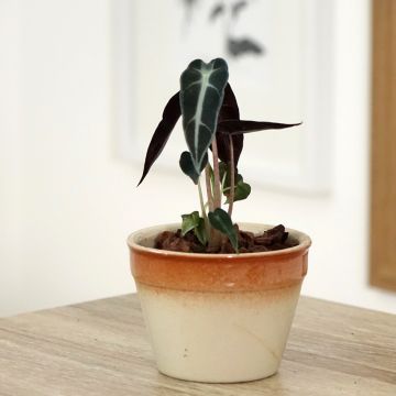 Alocasia Bambino - Elephant's ears plant