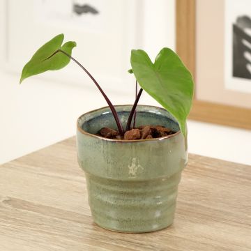 Alocasia macrorrhizos 'Violacea' - Black Stem Elephant ear