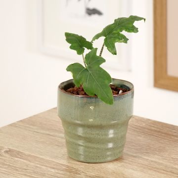 Alocasia brancifolia - Elephants ear