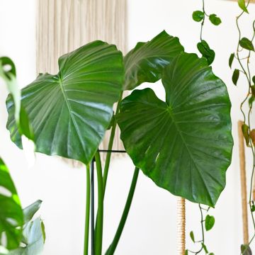 Alocasia  Calidora - Oreille d'éléphant hybride