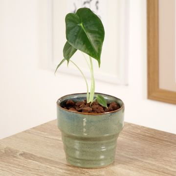 Alocasia micholitziana Frydek - Elephant ear