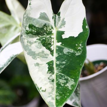 Alocasia micholitziana Frydek Variegata - Elephant's ears plant