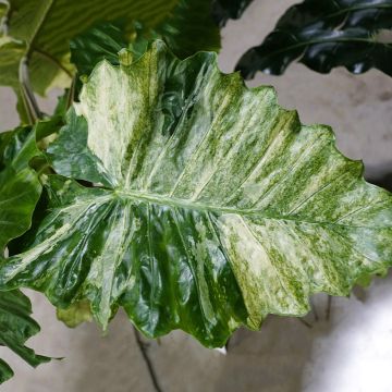 Alocasia Hualong - Elephant's ears plant