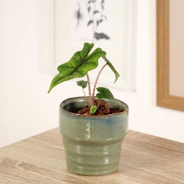 Alocasia tandurusa Jacklyn - Elephant ear