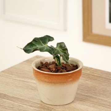 Alocasia Loco - Elephant ear