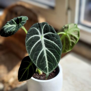 Alocasia  Ninja - Oreille d'éléphant naine, Alocasia nain