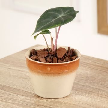 Alocasia Pink Dragon - Elephant ear