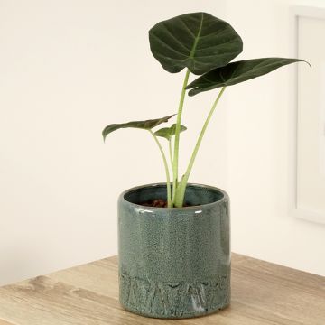 Alocasia Regal Shields - Elephant ear