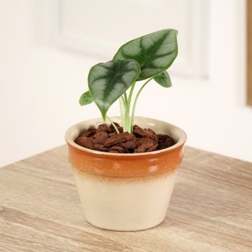 Alocasia reversa - Elephant ear