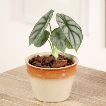 Alocasia Silver Dragon - Elephant ear