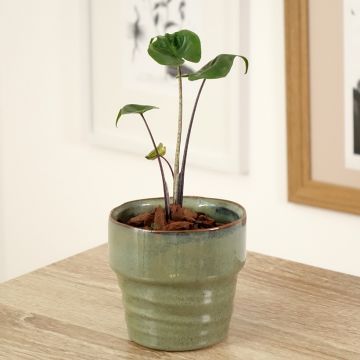 Alocasia Stingray - Elephant ear