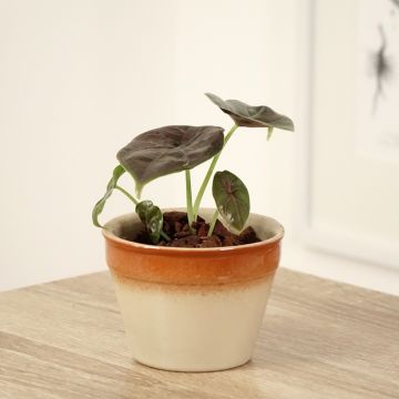 Alocasia azlanii  - Elephant ear