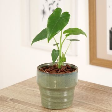Alocasia gageana California - Elephant ear